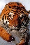 pic for Bathing tiger 320x480